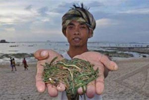 Profesor IPB Ini Temukan Cacing Laut Antidiabet Alami